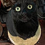 Matilda joined the competition — help win amazing prizes! animal, black_cat, cat, close_up, curious, cute, domestic_animal, drum, ears, feline, fur, indoors, looking_up, musical_instrument, pet, sitting, table, whiskers, wide_eyes, wooden_floor