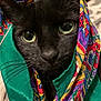Matilda is registered to the contest to win money with this photo: animal, black_cat, cat, close_up, colorful, cozy, curious, cute, face, feline, green_eyes, indoor, mystery, patterned_fabric, pet, portrait, scarf, soft_texture, whiskers, wrapped