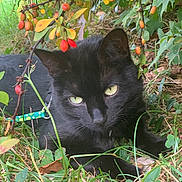 Matilda is registered to the contest to win money with this photo: animal, berries, black_cat, bush, cat, closeup, curious, feline, fur, grass, green_eyes, leaf, nature, outdoor, pet, plant, portrait, resting, whiskers, wildlife