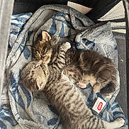 Altesse Et Athena a rejoint le concours — aidez-le/la à gagner de superbes lots ! kitten, cat, sleeping, snuggling, blanket, striped, fur, cute, pet, cozy, resting, animal, small, adorable, domestic_cat, sleep, soft, closeup, cuddle, companion