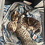 kitten, cat, sleeping, snuggling, blanket, striped, fur, cute, pet, cozy, resting, animal, small, adorable, domestic_cat, sleep, soft, closeup, cuddle, companion