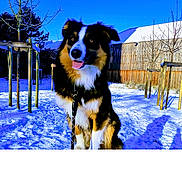 Bucky a rejoint le concours — aidez-le/la à gagner de superbes lots ! dog, snow, outdoor, tree, fence, blue_sky, sunlight, happy, tongue_out, leash, winter, nature, pet, animal, tricolor, fur, daytime, park, wood, shadow