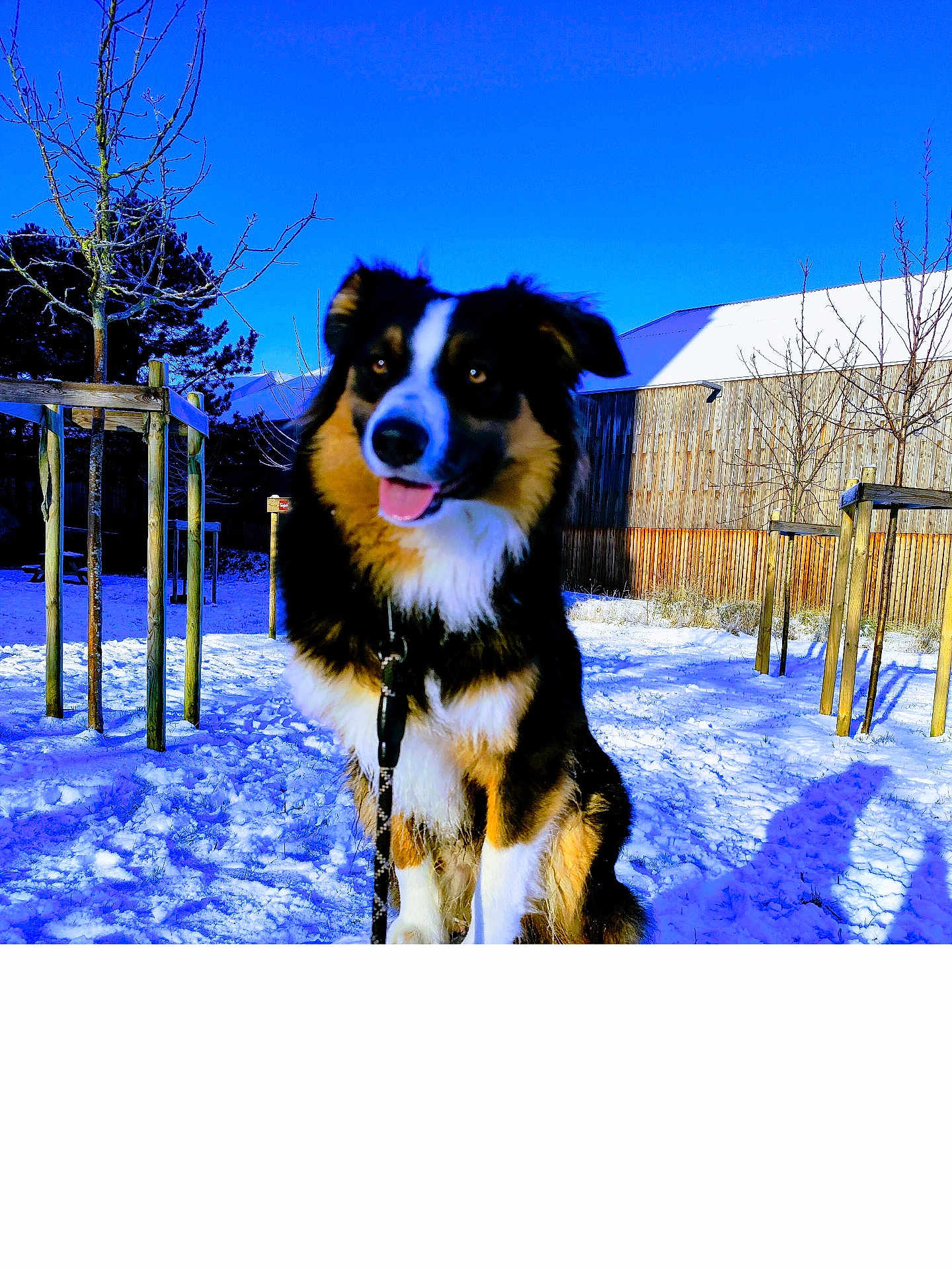 Bucky a rejoint le concours — aidez-le/la à gagner de superbes lots ! dog, snow, outdoor, tree, fence, blue_sky, sunlight, happy, tongue_out, leash, winter, nature, pet, animal, tricolor, fur, daytime, park, wood, shadow