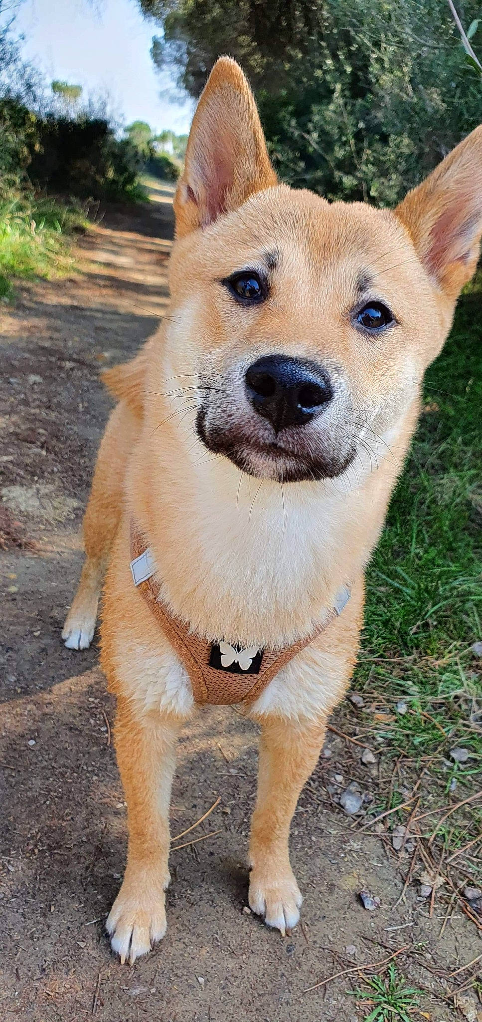 Simba a rejoint le concours — aidez-le/la à gagner de superbes lots ! ancient_dog_breeds, canaan_dog, canidae, carnivore, carolina_dog, companion_dog, dingo, dog, dog_breed, fawn, hokkaido, korean_jindo_dog, mammal, new_guinea_singing_dog, non_sporting_group, norwegian_buhund, pariah_dog, rare_breed_dog, snout, vertebrate