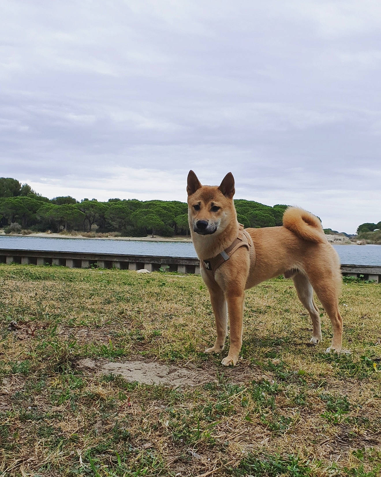 Simba a rejoint le concours — aidez-le/la à gagner de superbes lots ! akita, akita_inu, canaan_dog, canidae, carnivore, carolina_dog, dog, dog_breed, fawn, finnish_spitz, hokkaido, icelandic_sheepdog, korean_jindo_dog, mammal, non_sporting_group, norwegian_buhund, shiba_inu, shikoku, spitz, vertebrate