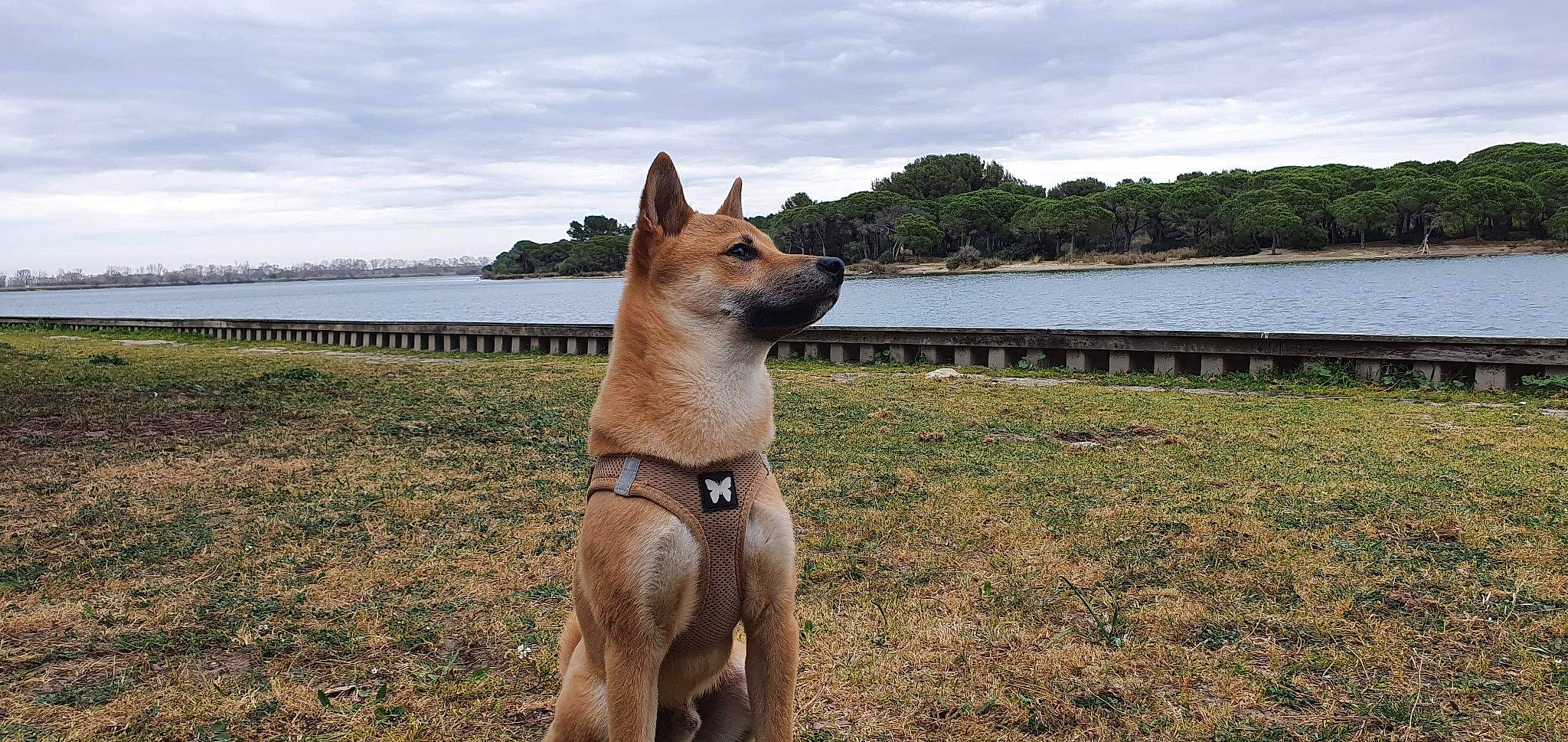 Simba participe au concours pour gagner de l'argent avec cette photo : ancient_dog_breeds, belgian_shepherd_malinois, canaan_dog, canidae, carnivore, carolina_dog, dingo, dog, dog_breed, fawn, korean_jindo_dog, mammal, new_guinea_singing_dog, non_sporting_group, norwegian_buhund, pariah_dog, vertebrate
