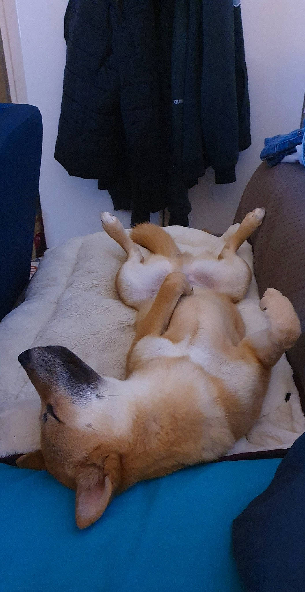 Simba a rejoint le concours — aidez-le/la à gagner de superbes lots ! canidae, carnivore, dog, dog_breed, fawn, snout, sporting_group