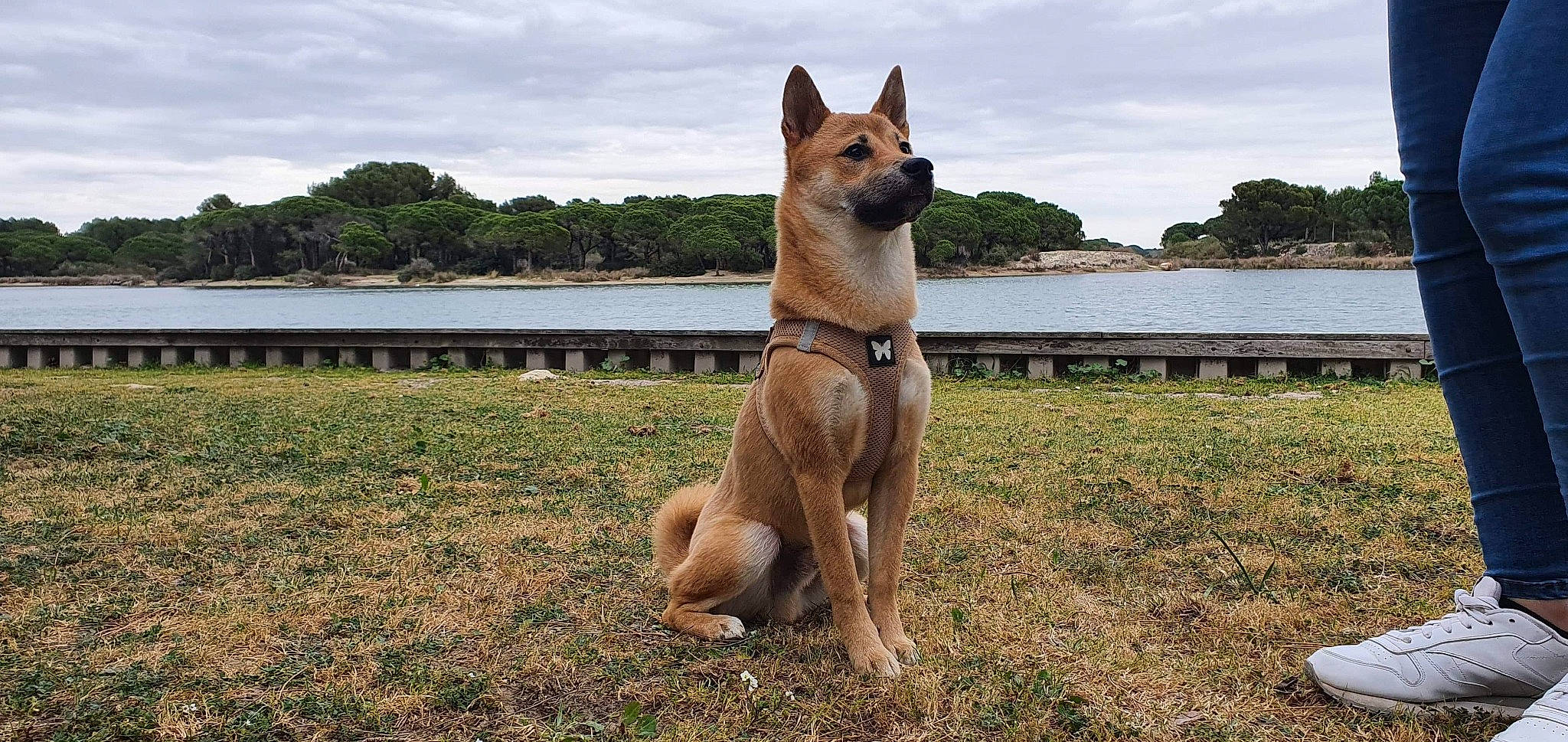 Simba participe au concours pour gagner de l'argent avec cette photo : akita, ancient_dog_breeds, belgian_shepherd_malinois, canaan_dog, canidae, carnivore, carolina_dog, dingo, dog, dog_breed, fawn, korean_jindo_dog, mammal, new_guinea_singing_dog, norwegian_buhund, pariah_dog, vertebrate, working_dog