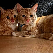 Duke And Simba is registered to the contest to win money with this photo: animal, cat, cats, close_together, cozy, curious_eyes, cute, domestic_animal, ears, feline, floor, ginger_cat, indoor, orange_cat, pets, resting, tail, two_animals, whiskers, wooden_floor