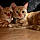 Duke And Simba