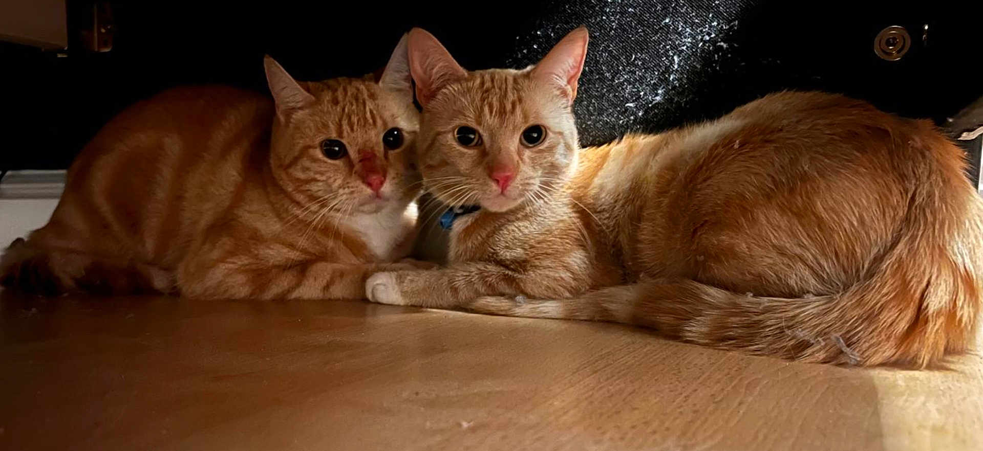 Duke And Simba