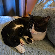 Mr.boots is registered to the contest to win money with this photo: bed, black_and_white, cat, cozy, curtain, cute, domestic_animal, fur, home, indoor, lamp, nap, paws, pet, pillow, portrait, quilt, relaxed, tuxedo_cat, whiskers