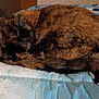 Gizzie joined the competition — help win amazing prizes! animal, bedspread, cat, cozy, curled_up, cute, domestic, feline, fur, indoor, nap, peaceful, pet, quiet, resting, sleeping, soft, tail, tortoiseshell, whiskers