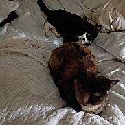 Gizzie joined the competition — help win amazing prizes! animal, bed, black_and_white_cat, blanket, cat, cozy, curious, domestic_animal, feline, fur, indoor, lying_down, pet, relaxing, resting, sleepy, soft_texture, tortoiseshell_cat, two_cats, white_bedspread