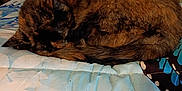 Gizzie joined the competition — help win amazing prizes! animal, bed, blanket, cat, cozy, curled_up, cute, domestic, feline, fur, indoor, mammal, pet, popcorn, quiet, relaxing, resting, sleeping, tabby, tortoiseshell_cat