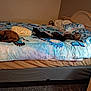 Gizzie is registered to the contest to win money with this photo: animal, bed, bedroom, blanket, butterfly, cat, cat_lying, cat_sitting, cat_sleeping, cozy, domestic, furniture, home, indoor, mammal, pet, pillow, popcorn, resting, sleeping