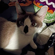 Dot is registered to the contest to win money with this photo: animal, blanket, cat, close_up, colorful, curious, domestic, ears, eyes, face_markings, feline, fur, indoor, low_light, patterned, pet, shadow, sitting, soft_texture, whiskers