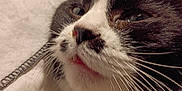 Stash is registered to the contest to win money with this photo: animal, black_and_white, blanket, cat, close_up, cozy, cute, domestic_animal, eyes, face, feline, fur, indoor, nose, pet, portrait, relaxed, resting, soft_texture, whiskers