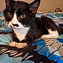 Stash joined the competition — help win amazing prizes! animal, bed, black_and_white, blanket, cat, close_up, cute, domestic_cat, eyes, feline, fur, indoor, muzzle, paws, pet, portrait, relaxed, resting, tuxedo_cat, whiskers