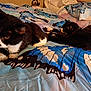 Stash is registered to the contest to win money with this photo: animal, bed, black_and_white_cat, blanket, butterfly_pattern, cat, collar, comfort, cozy, domestic, feline, fur, indoor, laying_down, paws, pet, resting, sleeping_area, tabby_cat, whiskers