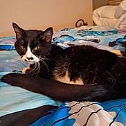 Stash is registered to the contest to win money with this photo: animal, bed, bedding, black_and_white, cat, cozy, curious, domestic, feline, fur, home, indoor, mammal, pet, quiet, relaxed, resting, sleepy, tail, whiskers
