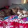 Theo is registered to the contest to win money with this photo: animal, bed, blanket, brown, cat, cats, cozy, cute, feline, friendship, fur, indoor, napping, paw, relaxation, resting, sleeping, snuggling, tabby, white