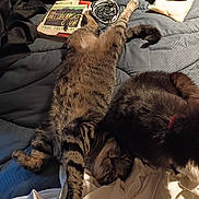 Theo joined the competition — help win amazing prizes! animal, bed, blanket, book, cable, cat, comfort, cozy, domestic, feline, fur, indoor, lying_down, pet, pillow, relaxed, resting, sleeping, striped_cat, two_cats