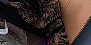 Theo joined the competition — help win amazing prizes! animal, black_stripes, cardboard_box, cat, claws, closeup, domestic_cat, fur, furniture, household_items, indoor, napping, paw, pet, relaxed, resting, sleeping, striped, tabby_cat, whiskers