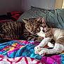 Theo is registered to the contest to win money with this photo: animal, bed, blanket, cat, cats, closeup, colorful, cozy, cute, feline, friendship, fur, indoor, paws, pets, relaxation, resting, sleeping, snuggling, soft