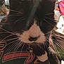 Minnie is registered to the contest to win money with this photo: animal, black_and_white, cat, close, close_up, collar, colorful, curious, cute, domestic, face, feline, fur, indoor, key_pendant, nose, patterned_fabric, pet, soft_lighting, whiskers