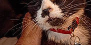 Minnie is registered to the contest to win money with this photo: affection, animal, black_and_white, cat, close_up, collar, comfort, companion, cute, domestic_animal, feline, fur, hand, indoor, mammal, pet, relaxation, sleepy, tag, whiskers