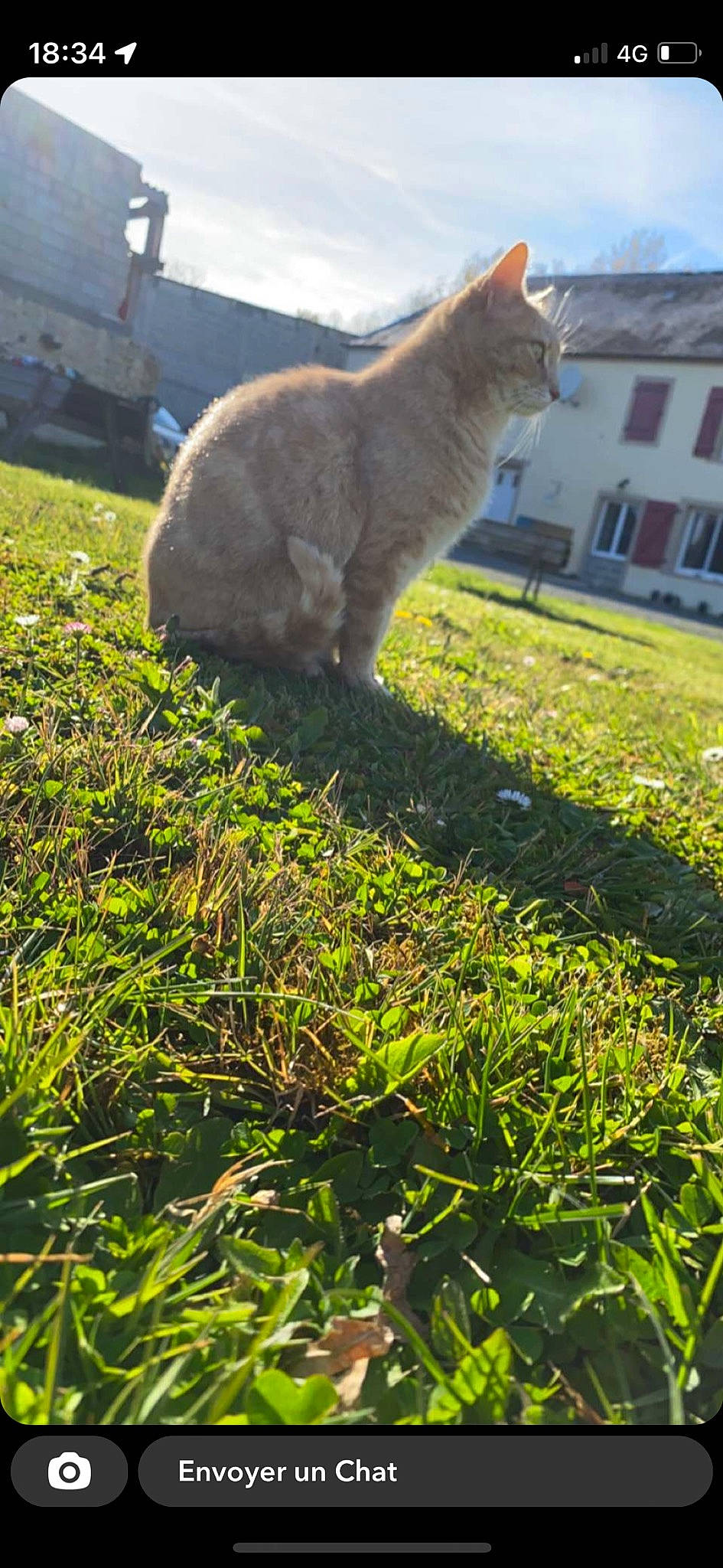 Guizmow a rejoint le concours — aidez-le/la à gagner de superbes lots ! building, carnivore, cat, domestic_short_haired_cat, felidae, fur, grass, grassland, groundcover, lawn, plant, shadow, sky, small_to_medium_sized_cats, snout, sunlight, tail, whiskers, window, wood