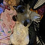 animal, blanket, bottle, canine, cat, clothing, couch, dog, food, furniture, glove, kitten, manx, person, pet, quilt, siamese, sweets, towel, toy
