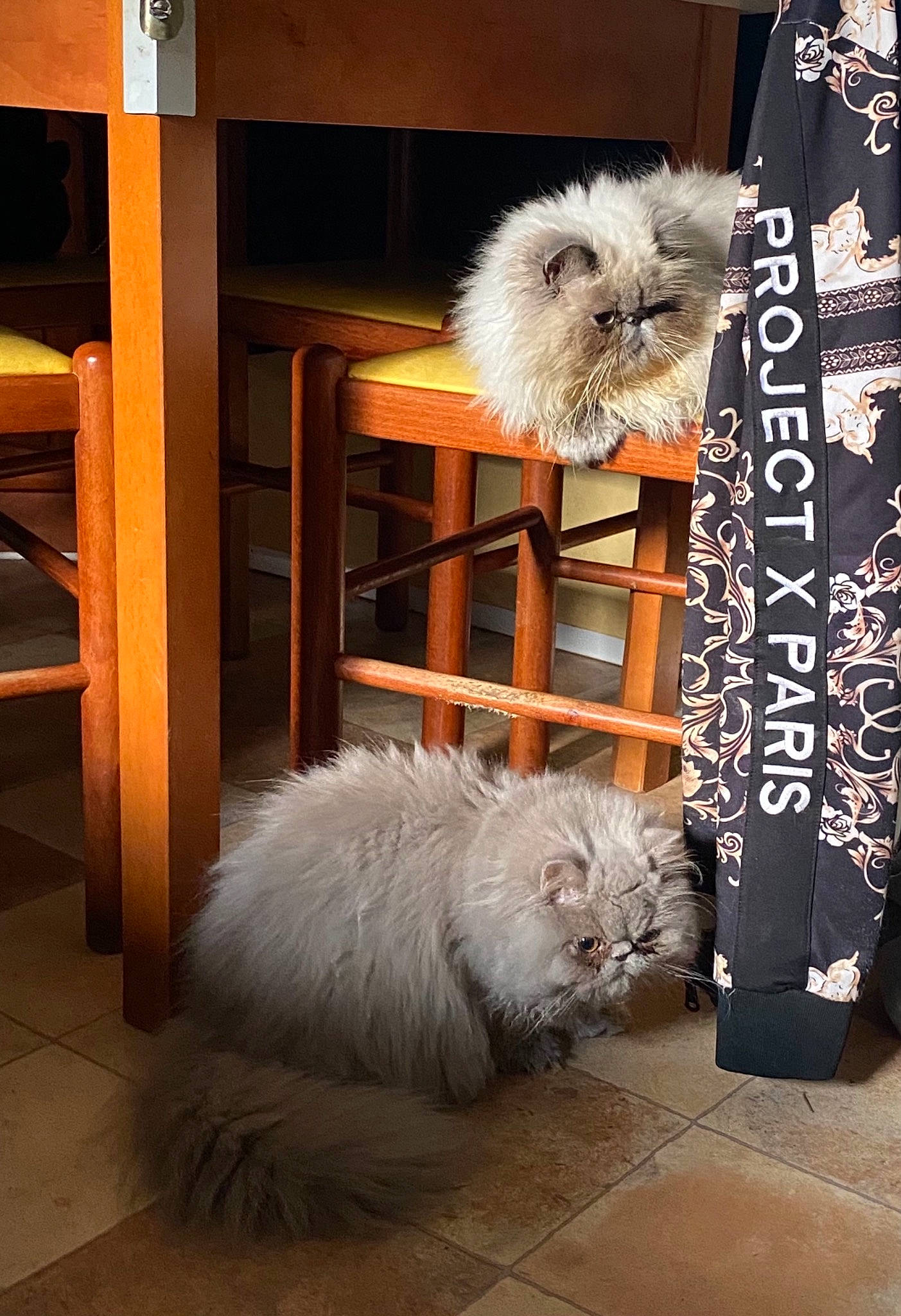 Shannel participe au concours pour gagner de l'argent avec cette photo : canidae, carnivore, chair, companion_dog, dog_breed, fawn, feather, felidae, flooring, fur, hardwood, non_sporting_group, room, small_terrier, small_to_medium_sized_cats, sporting_group, tail, toy_dog, whiskers, wood
