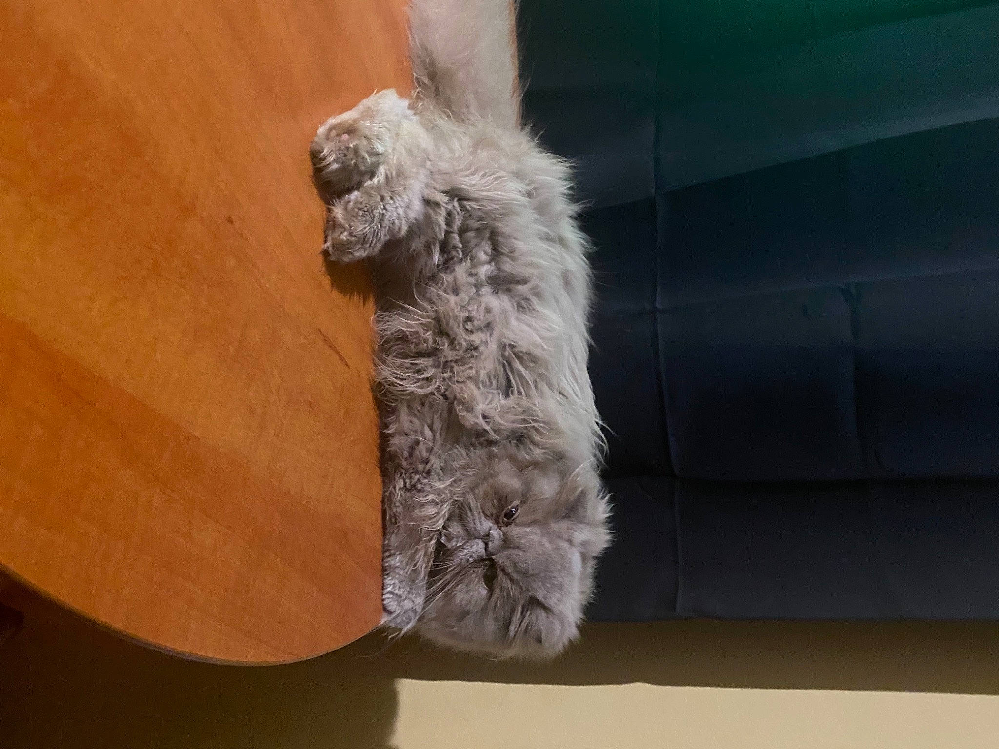 Kitty a rejoint le concours — aidez-le/la à gagner de superbes lots ! fawn, feather, flooring, fur, fur_clothing, natural_material, peach, plush, snout, stuffed_toy, tail, toy, wood, wool