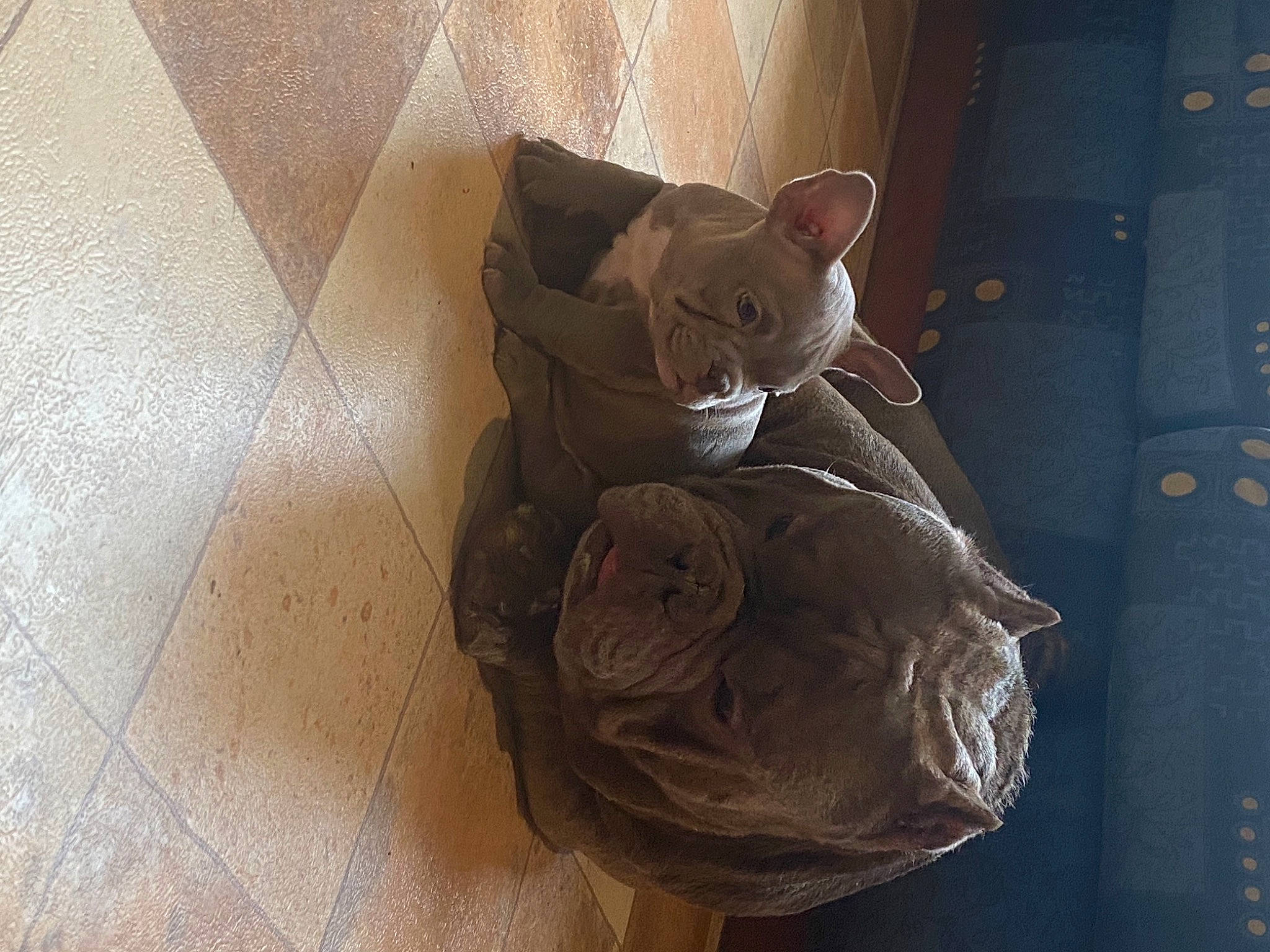 Little Bape participe au concours pour gagner de l'argent avec cette photo : art, brown, carnivore, cat, domestic_short_haired_cat, fawn, felidae, flooring, hardwood, paper, paper_product, small_to_medium_sized_cats, snout, stuffed_toy, teddy_bear, toy, visual_arts, whiskers, window, wood