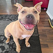 Ivy joined the competition — help win amazing prizes! dog, tan_dog, smiling, happy, ears, sitting, indoor, living_room, rug, wooden_floor, furniture, red_couch, pet, canine, friendly, tongue_out, close_up, fur, animal, domestic