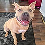 dog, tan_dog, smiling, happy, ears, sitting, indoor, living_room, rug, wooden_floor, furniture, red_couch, pet, canine, friendly, tongue_out, close_up, fur, animal, domestic