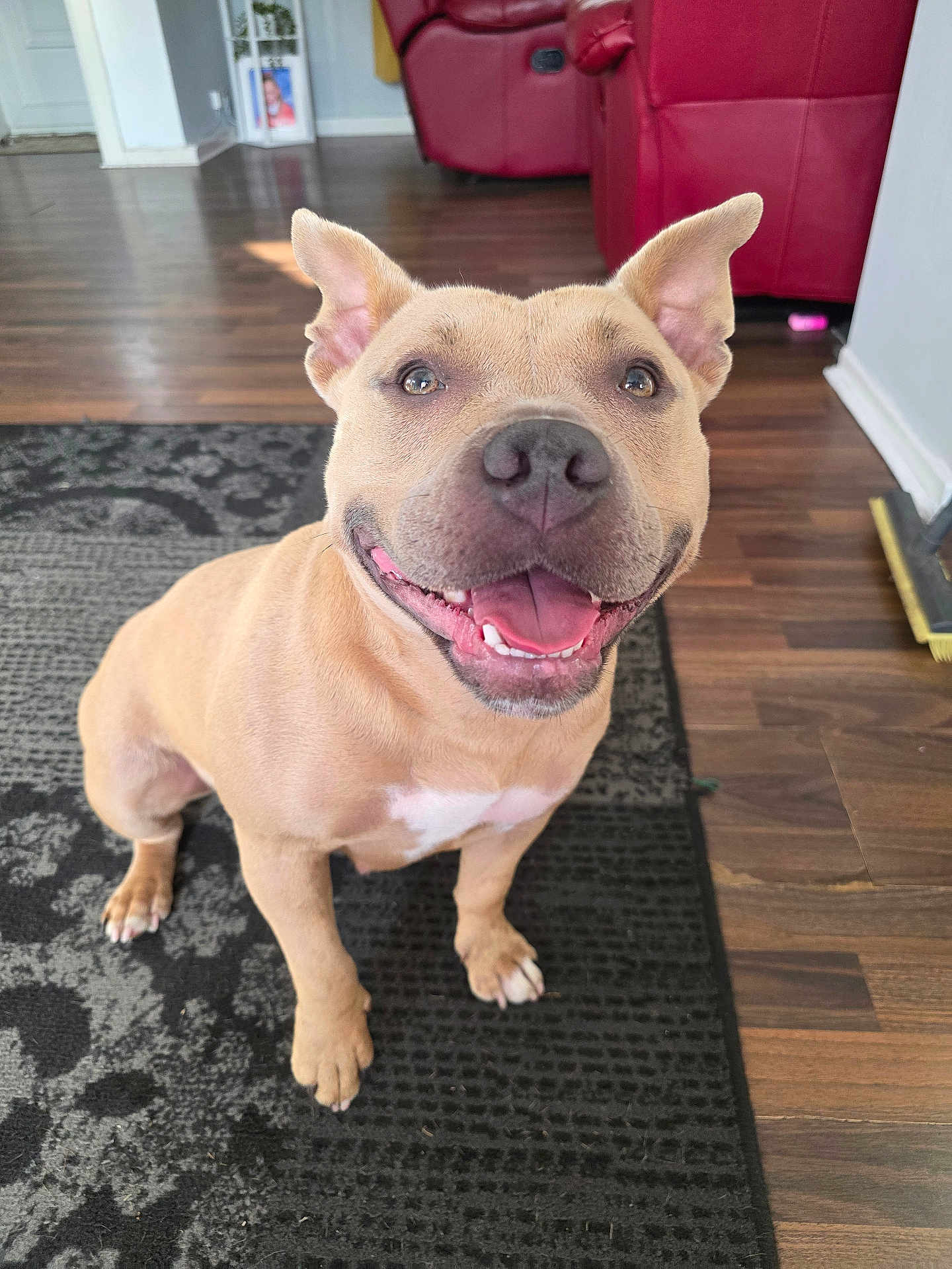 Ivy joined the competition — help win amazing prizes! dog, tan_dog, smiling, happy, ears, sitting, indoor, living_room, rug, wooden_floor, furniture, red_couch, pet, canine, friendly, tongue_out, close_up, fur, animal, domestic