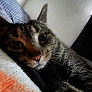 Zoey joined the competition — help win amazing prizes! cat, tabby, close_up, pet, animal, feline, whiskers, nose, ears, blanket, indoor, cozy, relaxed, lying_down, sleepy, fur, texture, soft, dim_light, curious