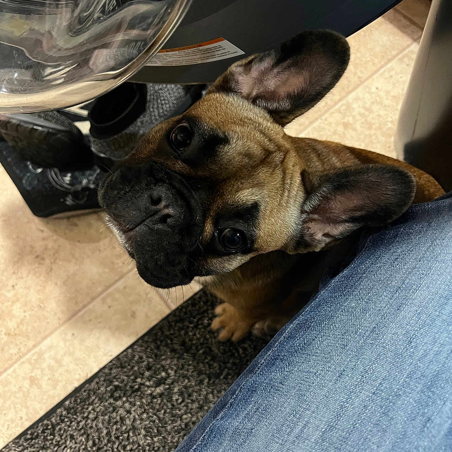 Peanut is registered to the contest to win money with this photo: animal, boxer, bulldog, canine, clothing, dog, frenchbulldog, hound, jeans, pants, pet, pitbull, pug, puppy, sphere