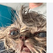Mingi is registered to the contest to win money with this photo: animal, blurred_background, cat, close_up, confused, cute, expression, face, feline, fur, head, indoor, messy_fur, mouth_open, pet, portrait, scruffy, wet, whiskers, wide_eyes
