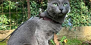 Cat participe au concours pour gagner de l'argent avec cette photo : cat, gray_cat, green_eyes, harness, leash, outdoor, garden, foliage, ivy, wire_fence, grass, leaves, sitting, portrait, pet, feline, whiskers, curious, close_up, natural_light