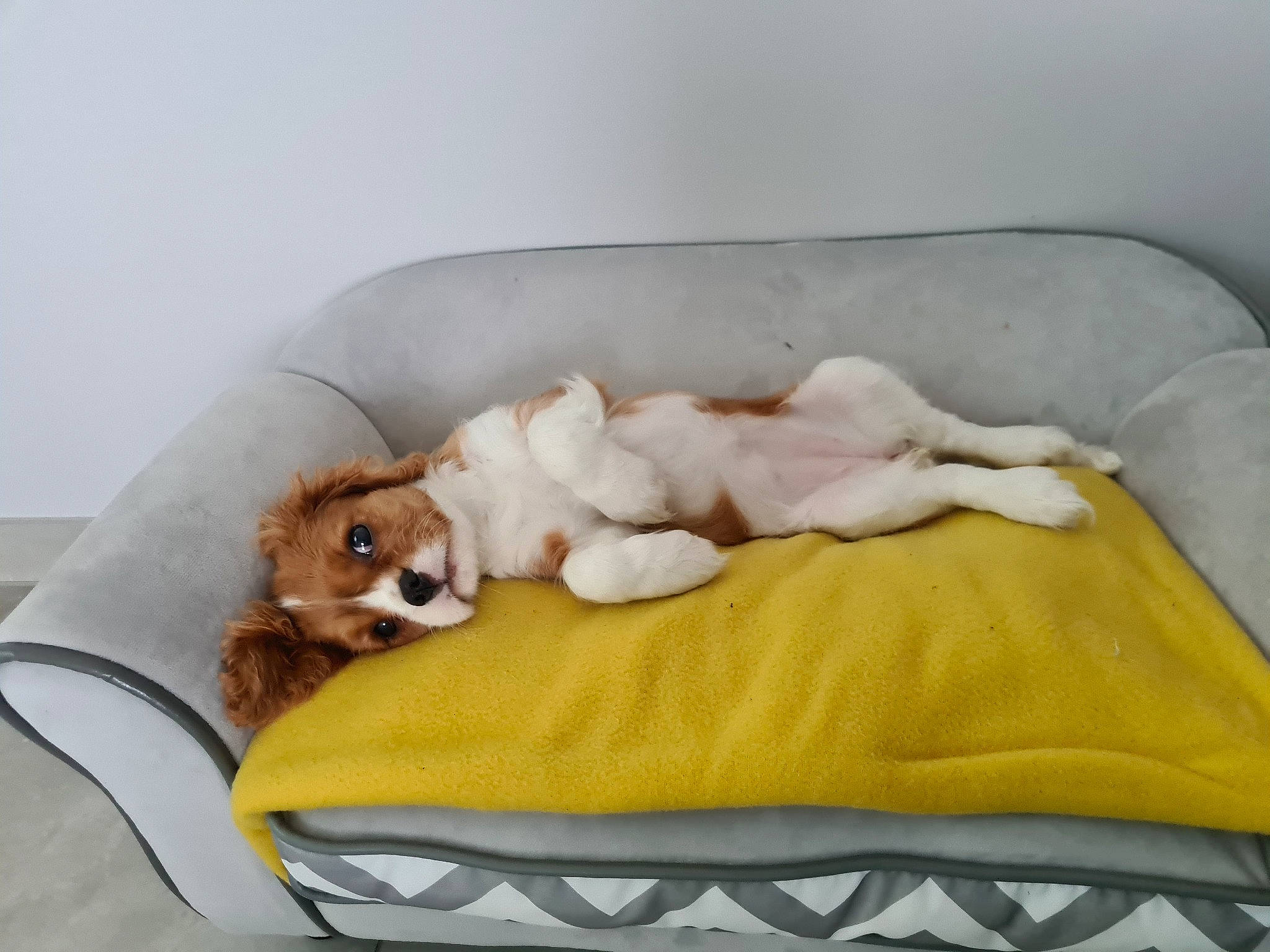 Sibelle participe au concours pour gagner de l'argent avec cette photo : baby_products, bean_bag, bed, carnivore, cat_supply, comfort, companion_dog, dog, dog_bed, dog_breed, dog_supply, fawn, felidae, linens, pet_supply, small_to_medium_sized_cats, sporting_group, studio_couch, tail, working_animal