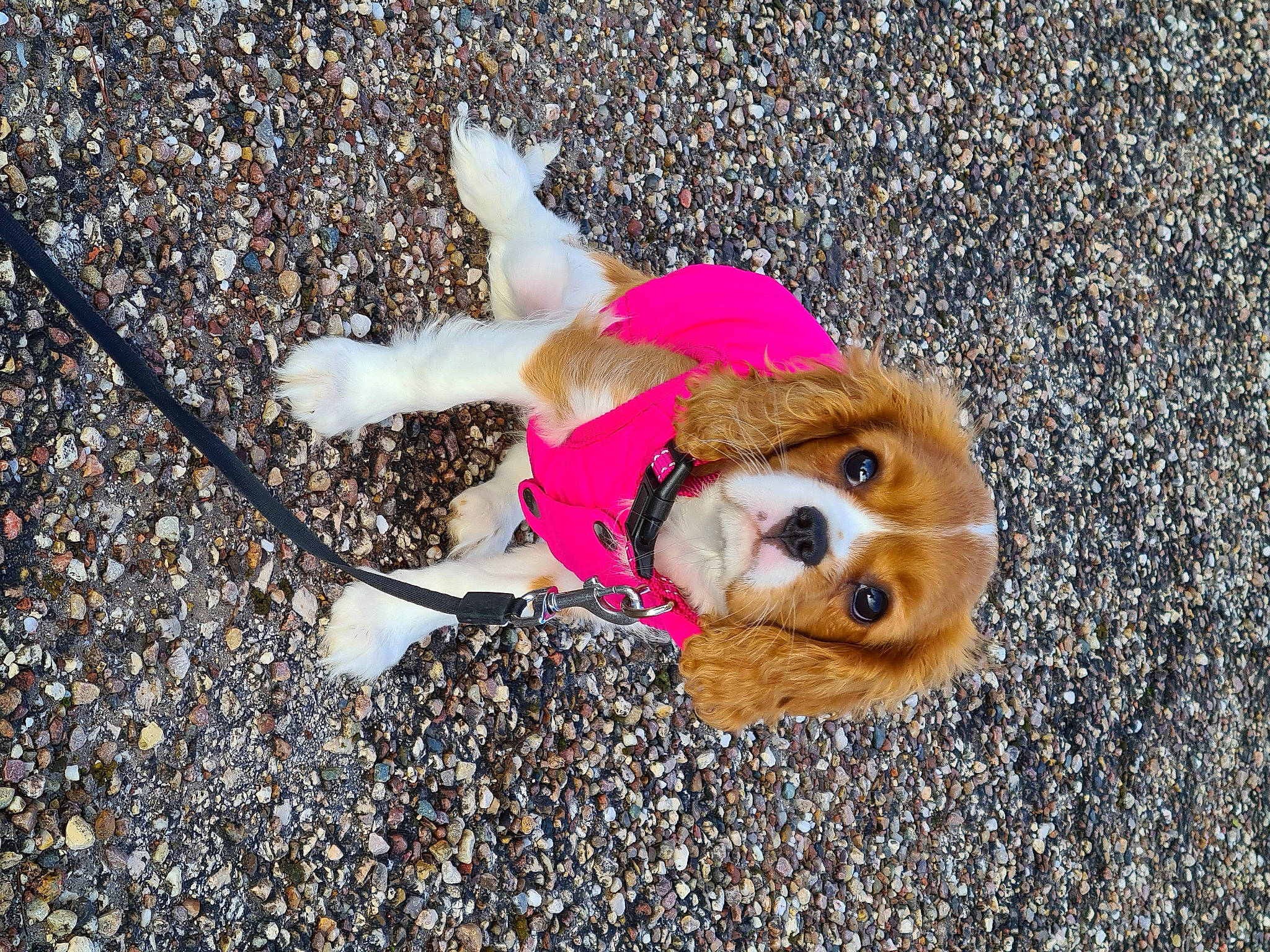 Sibelle a rejoint le concours — aidez-le/la à gagner de superbes lots ! asphalt, canidae, carnivore, collar, companion_dog, dog, dog_breed, dog_clothes, dog_supply, fawn, fur, grass, leash, road_surface, sidewalk, snout, soil, sporting_group, toy, toy_dog