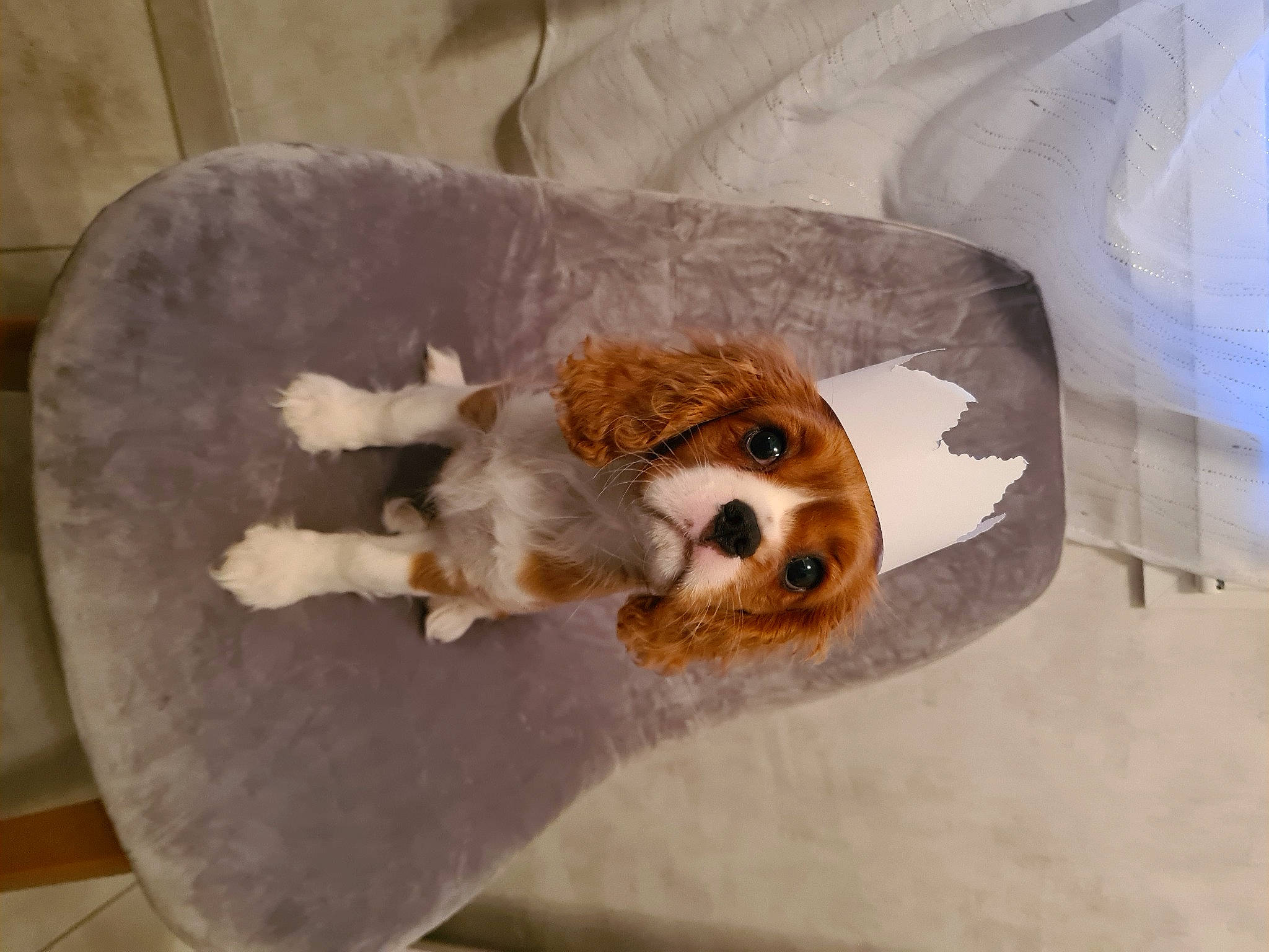 Sibelle a rejoint le concours — aidez-le/la à gagner de superbes lots ! carnivore, cavalier_king_charles_spaniel, comfort, companion_dog, couch, dog, dog_bed, dog_breed, fawn, felidae, fur, room, small_to_medium_sized_cats, sporting_group, stuffed_toy, toy, toy_dog, vertebrate, whiskers, working_animal