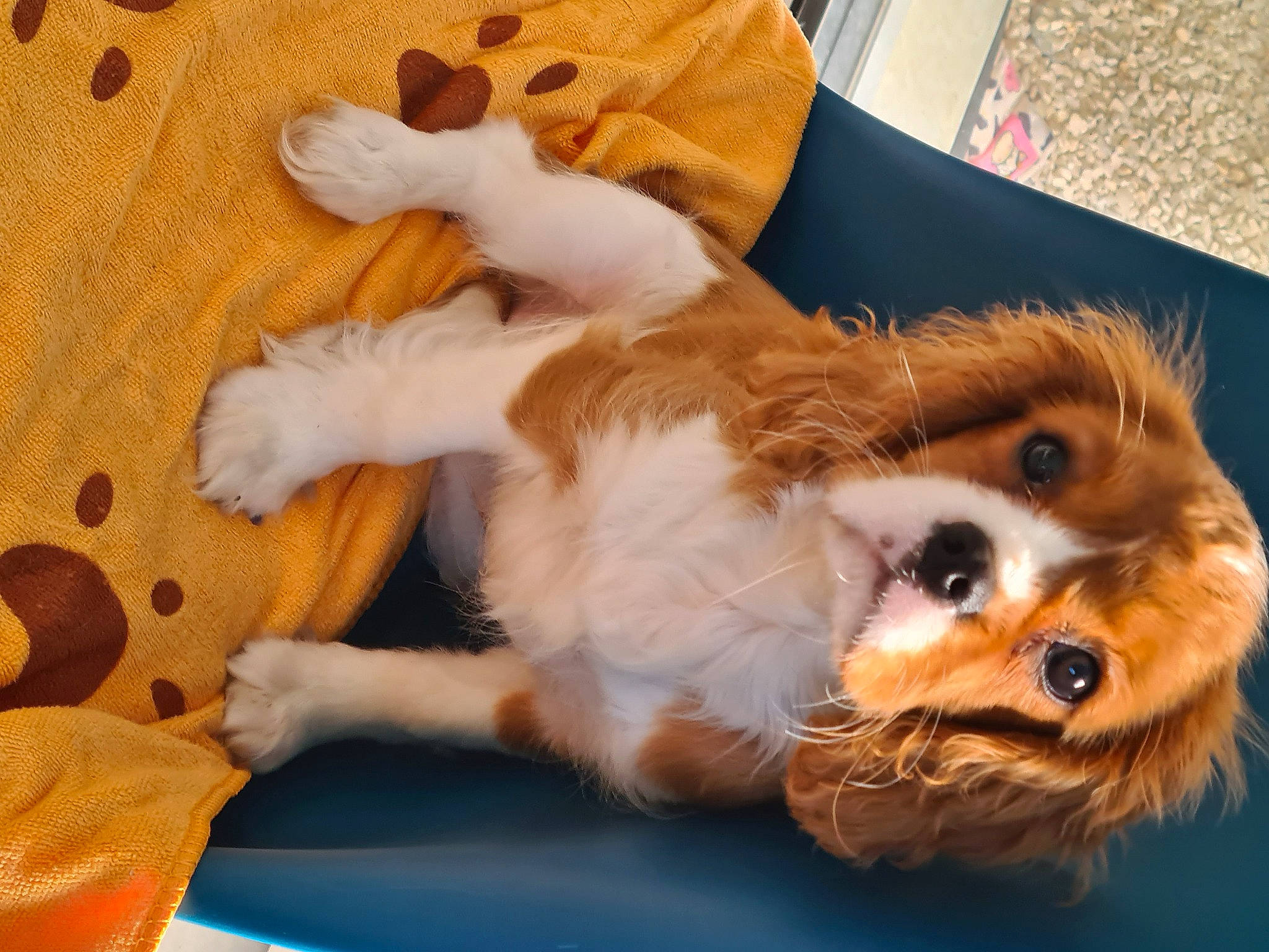 Sibelle a rejoint le concours — aidez-le/la à gagner de superbes lots ! canidae, carnivore, cavalier_king_charles_spaniel, companion_dog, dog, dog_breed, dog_supply, fur, hardwood, liver, paw, pet_supply, snout, spaniel, sporting_group, toy_dog, volpino_italiano, whiskers, wood, working_animal