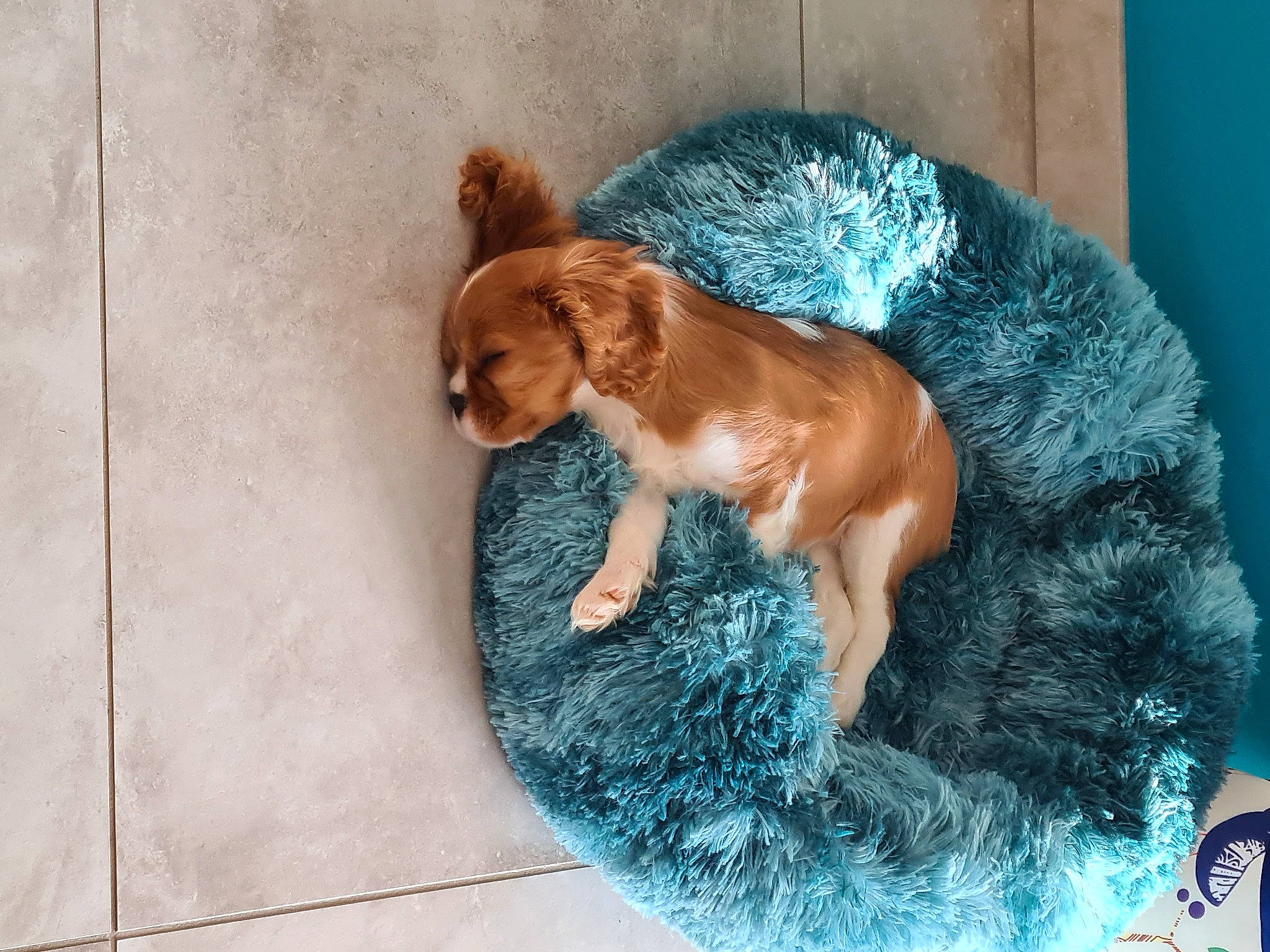 Sibelle a rejoint le concours — aidez-le/la à gagner de superbes lots ! bathing, canidae, carnivore, companion_dog, dog, dog_breed, dog_supply, fawn, flooring, fur, liver, paw, pet_supply, snout, spaniel, sporting_group, tail, toy, toy_dog, working_animal