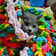 Fiona joined the competition — help win amazing prizes! kitten, cat, gray_fur, animal, pet, face, eyes, whiskers, ears, nose, fluffy, colorful, yarn, blanket, plush, cozy, indoors, portrait, close_up, cute