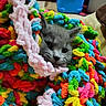 kitten, cat, gray_fur, animal, pet, face, eyes, whiskers, ears, nose, fluffy, colorful, yarn, blanket, plush, cozy, indoors, portrait, close_up, cute